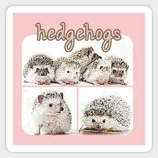 Pygmy Hedgehogs Sticker